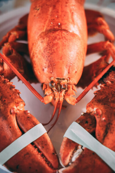 Lobster photo by Daniel Norris on UnSplash